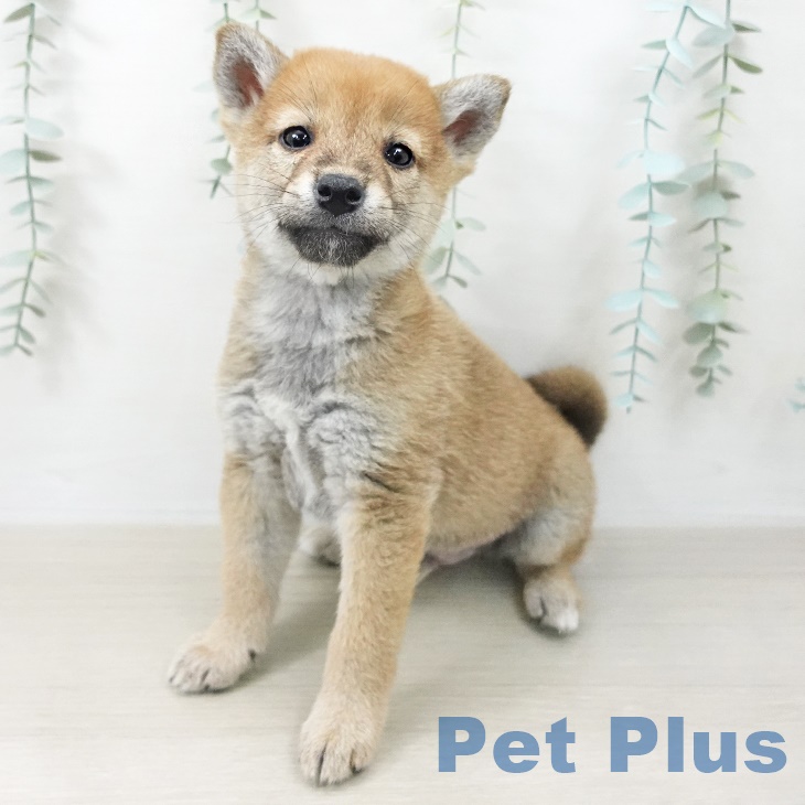 埼玉県の柴犬(標準サイズ) (ペットプラス ららぽーと富士見店/2025年9月25日生まれ/男の子/赤)の子犬の2枚目の画像