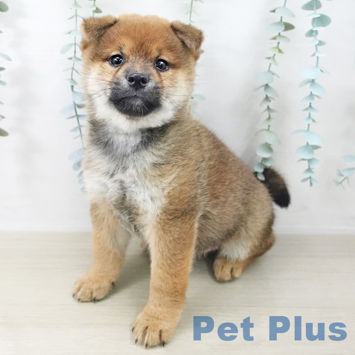 福島県の柴犬(標準サイズ) (ペットプラス 福島店/2025年9月25日生まれ/男の子/赤)の子犬