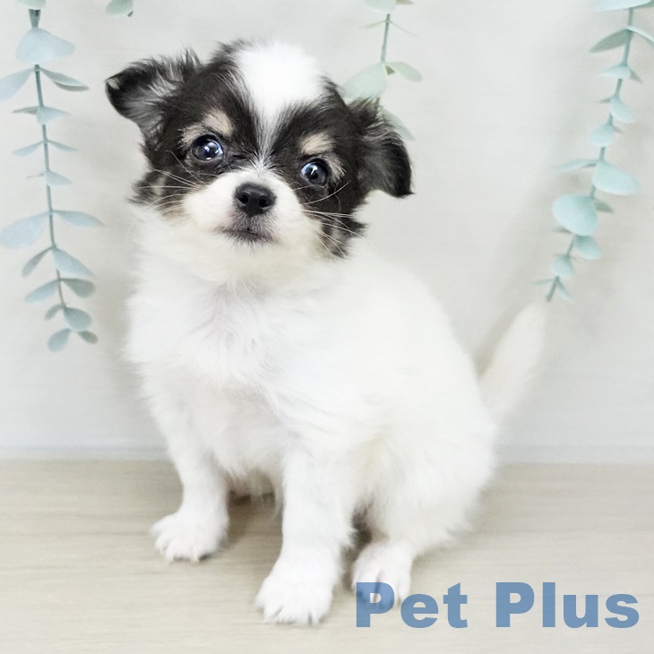 埼玉県のチワワ(ロング) (ペットプラス 羽生店/2025年9月25日生まれ/女の子/ホワイトブラックタン)の子犬
