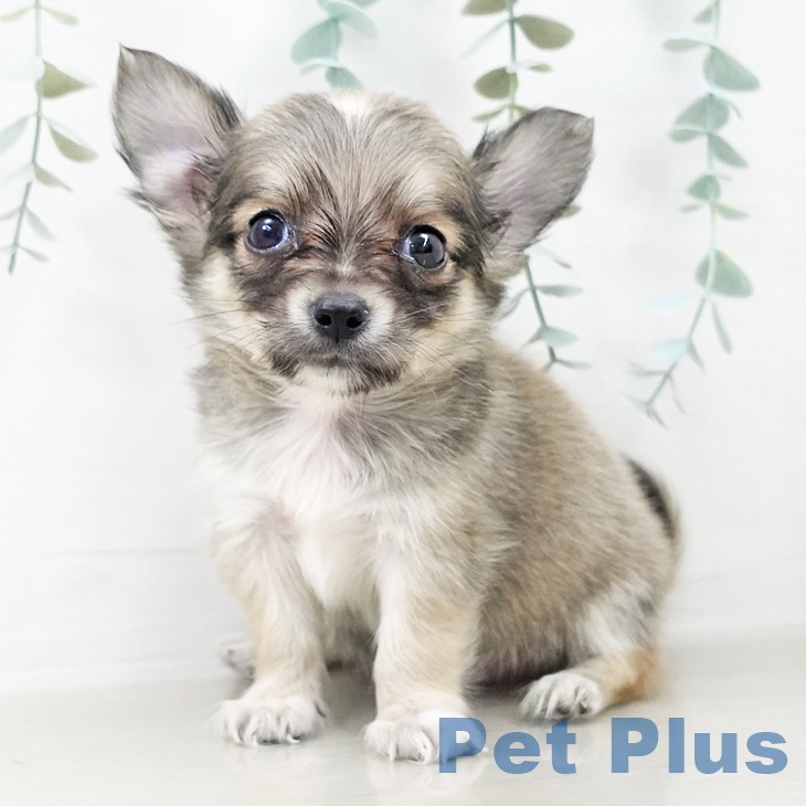 埼玉県のチワワ(ロング) (ペットプラス 上尾店/2025年9月24日生まれ/男の子/フォーンホワイト)の子犬