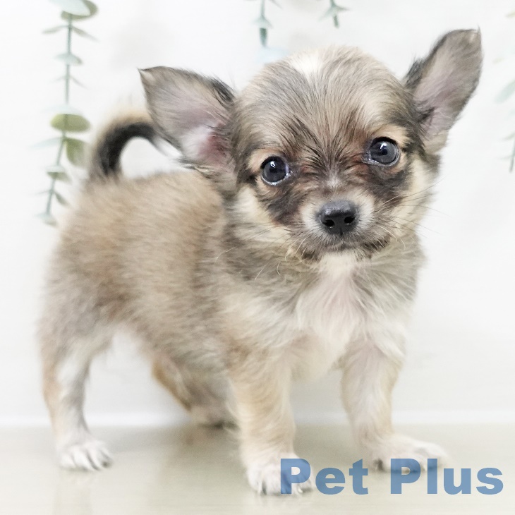 埼玉県のチワワ(ロング) (ペットプラス 上尾店/2025年9月24日生まれ/男の子/フォーンホワイト)の子犬の2枚目の画像