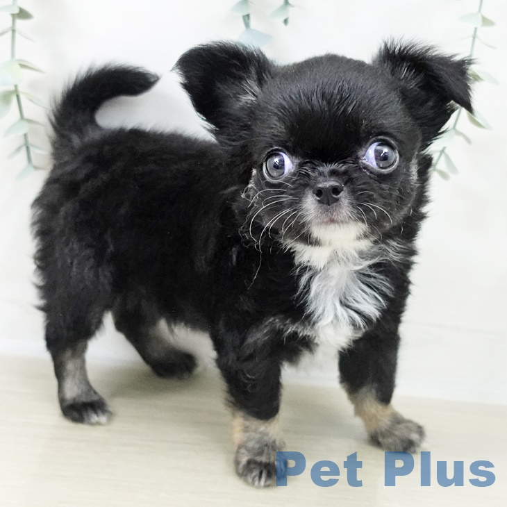 埼玉県のチワワ(ロング) (ペットプラス ピオニウォーク東松山店/2025年9月22日生まれ/男の子/ブラックタンホワイト)の子犬の1枚目の画像
