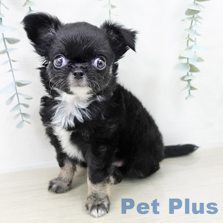 埼玉県のチワワ(ロング) (ペットプラス ピオニウォーク東松山店/2025年9月22日生まれ/男の子/ブラックタンホワイト)の子犬の2枚目の画像