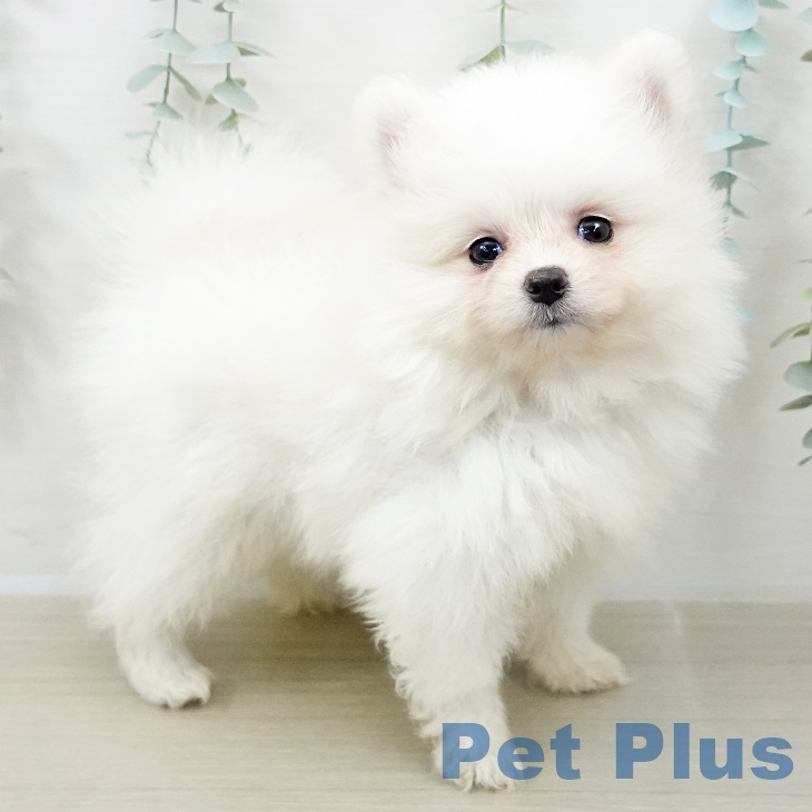 埼玉県のポメラニアン (ペットプラス ららぽーと新三郷店/2025年9月21日生まれ/男の子/ホワイトクリーム)の子犬