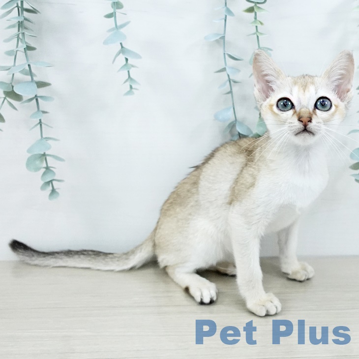 シンガプーラの写真2