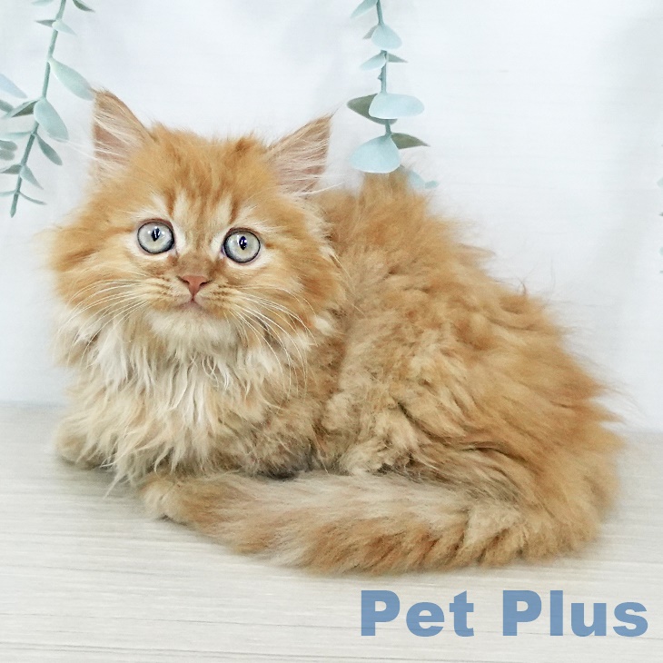 マンチカンの写真2