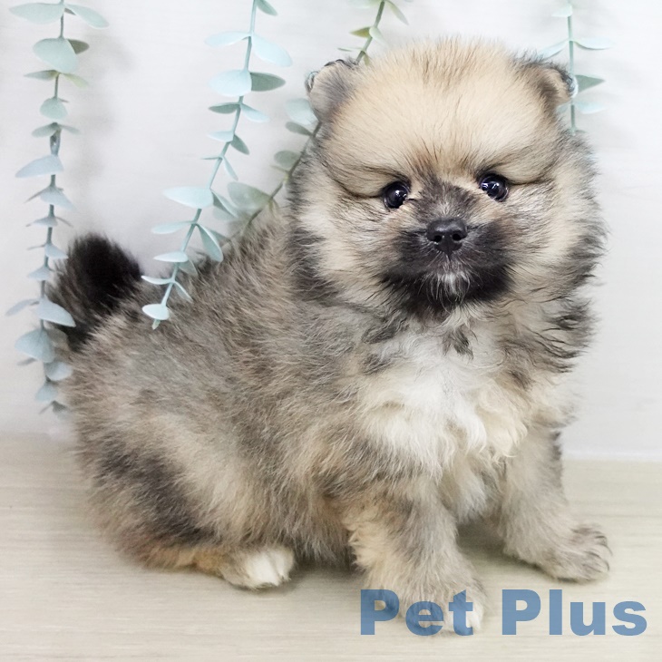 神奈川県のポメラニアン (ペットプラス 天王町店/2025年9月19日生まれ/男の子/オレンジセーブル)の子犬の1枚目の画像