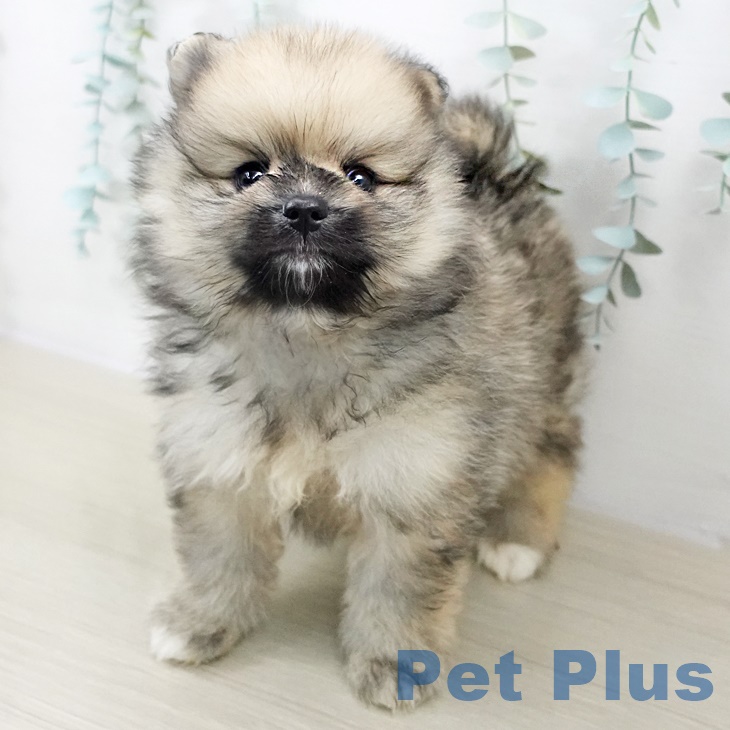 神奈川県のポメラニアン (ペットプラス 天王町店/2025年9月19日生まれ/男の子/オレンジセーブル)の子犬の2枚目の画像