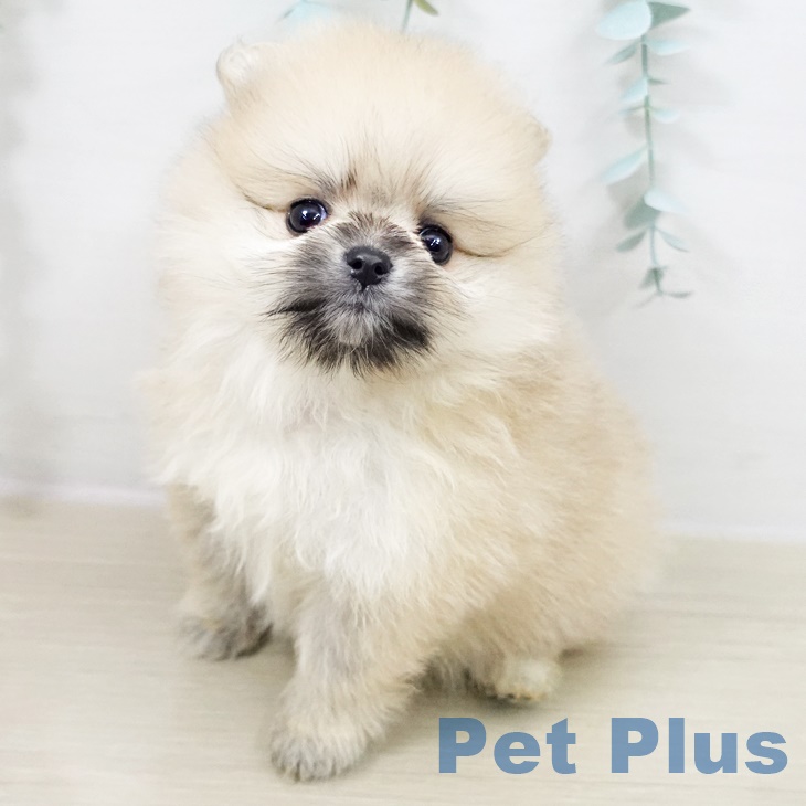 ポメラニアン