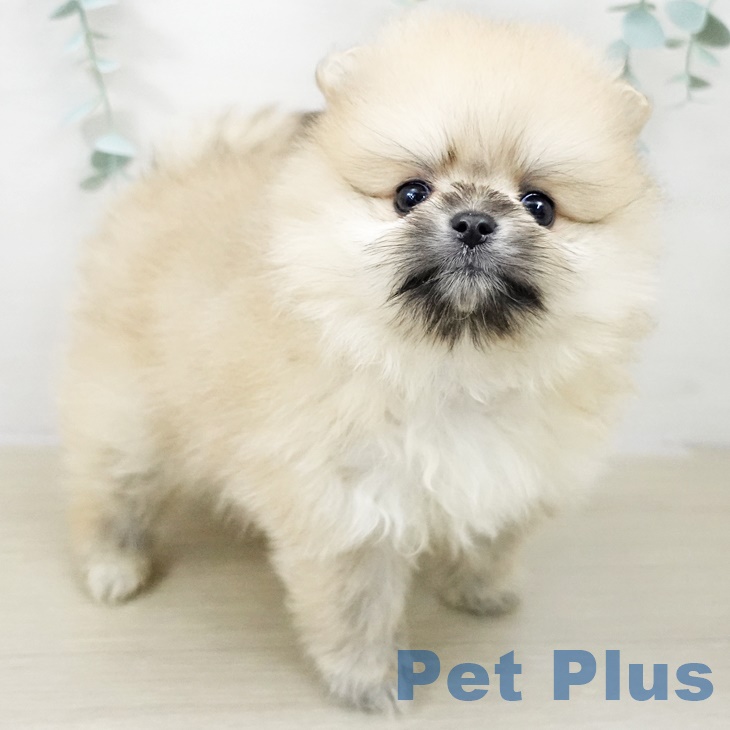 ポメラニアン