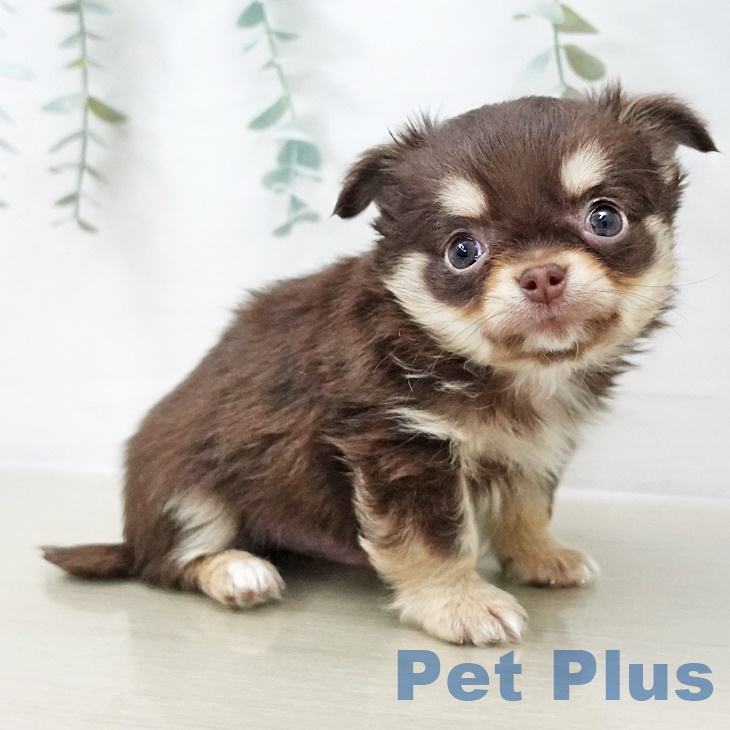 東京都のチワワ(ロング) (ペットプラス むさし村山店/2025年9月21日生まれ/男の子/チョコレートタンホワイト)の子犬の2枚目の画像