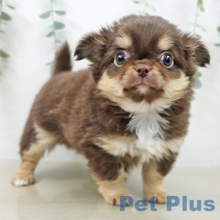 埼玉県のチワワ(ロング) (ペットプラス ららぽーと新三郷店/2025年9月25日生まれ/男の子/チョコレートタンホワイト)の子犬