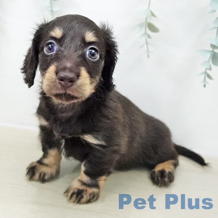 東京都のカニンヘンダックスフンド(ロング) (ペットプラス アクアシティお台場店/2025年9月21日生まれ/男の子/チョコレートタン)の子犬の1枚目の画像