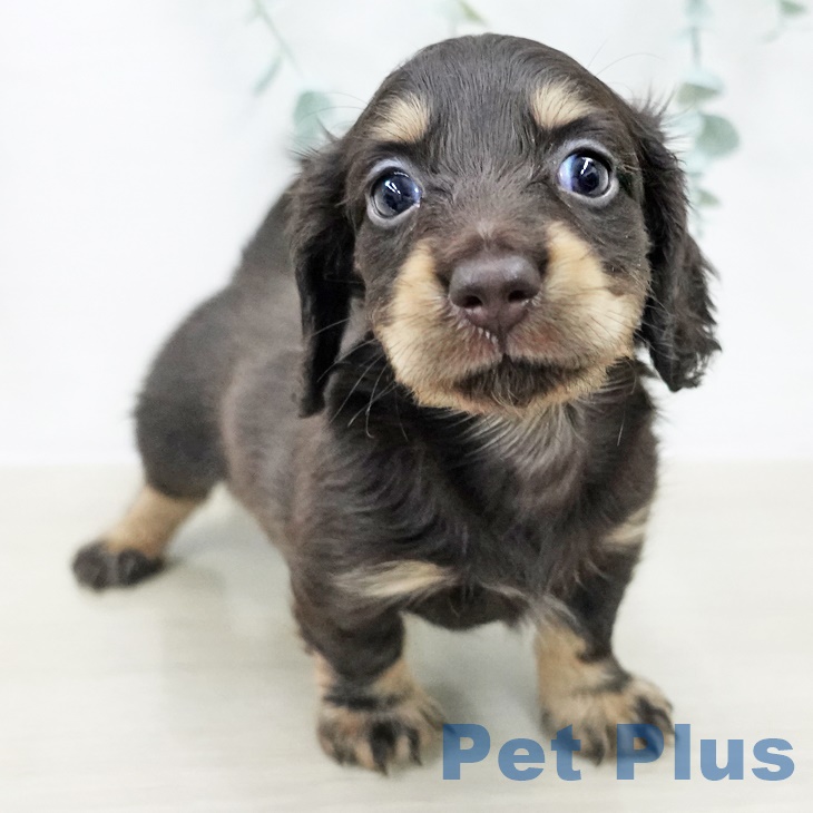 東京都のカニンヘンダックスフンド(ロング) (ペットプラス アクアシティお台場店/2025年9月21日生まれ/男の子/チョコレートタン)の子犬の2枚目の画像