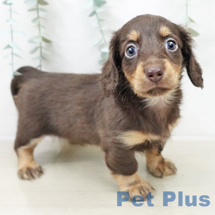 カニーンヘン・ダックスフンド