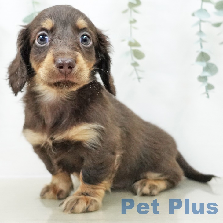 カニーンヘン・ダックスフンド