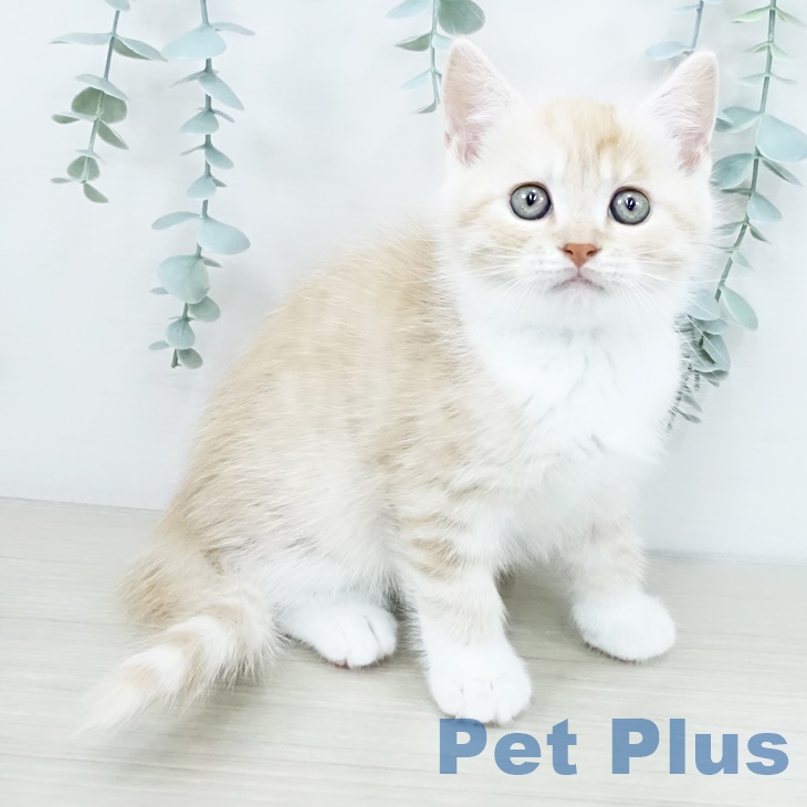 マンチカンの写真2