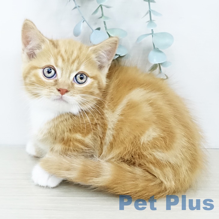 埼玉県のマンチカン (ペットプラス 川口店/2025年9月25日生まれ/男の子/レッドタビーホワイト)の子猫の2枚目の画像