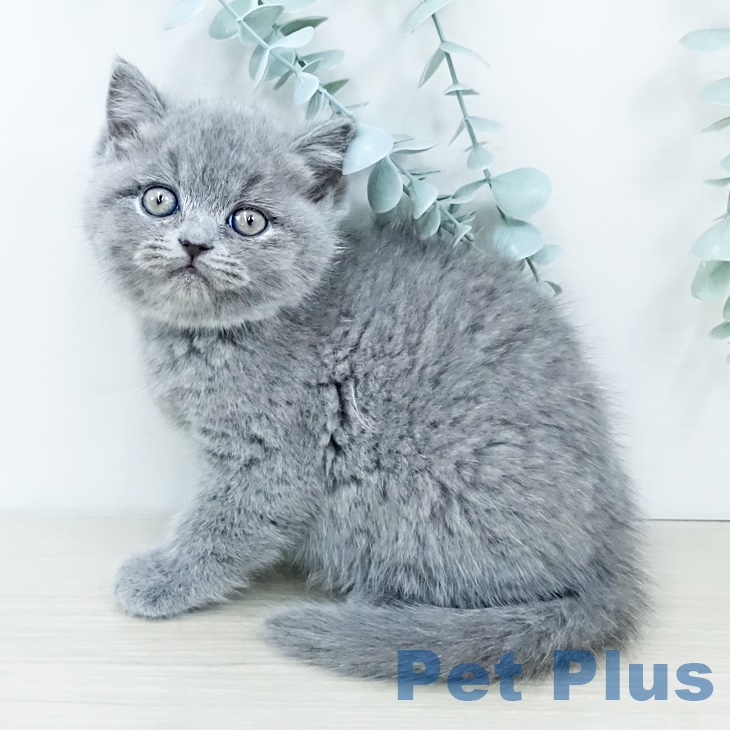千葉県のブリティッシュショートヘアー (ペットプラス 幕張新都心店/2025年9月25日生まれ/女の子/ブルー)の子猫の1枚目の画像