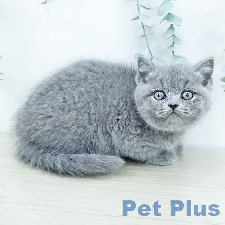 千葉県のブリティッシュショートヘアー (ペットプラス 幕張新都心店/2025年9月25日生まれ/女の子/ブルー)の子猫の2枚目の画像