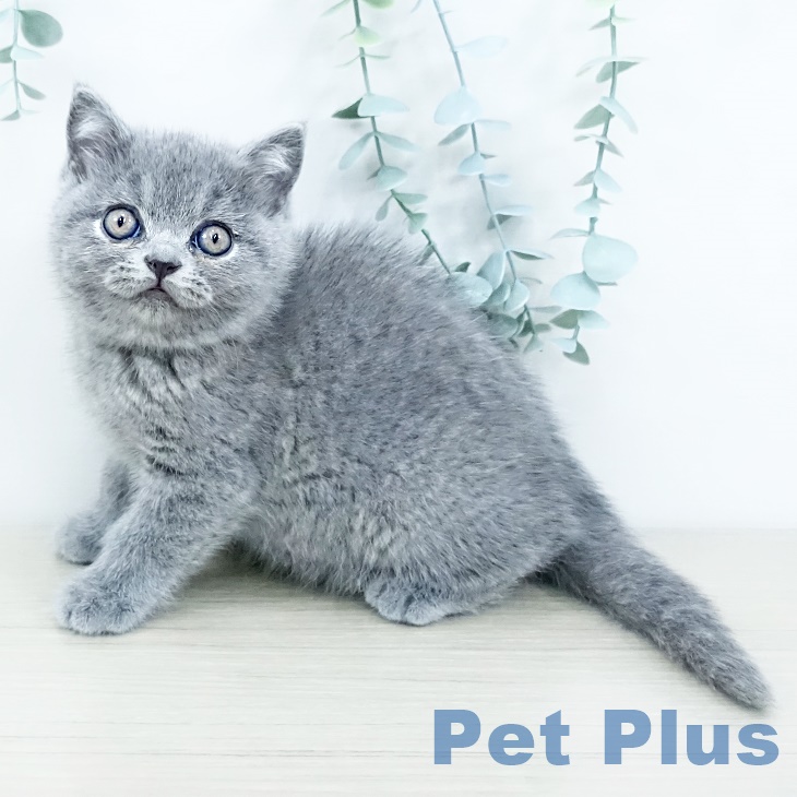 ブリティッシュショートヘア