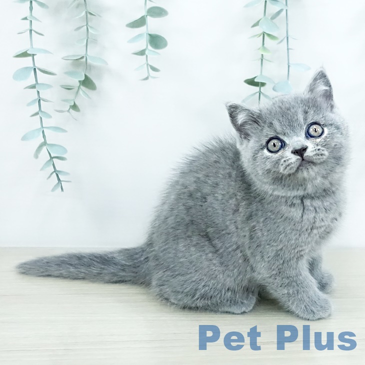 ブリティッシュショートヘア