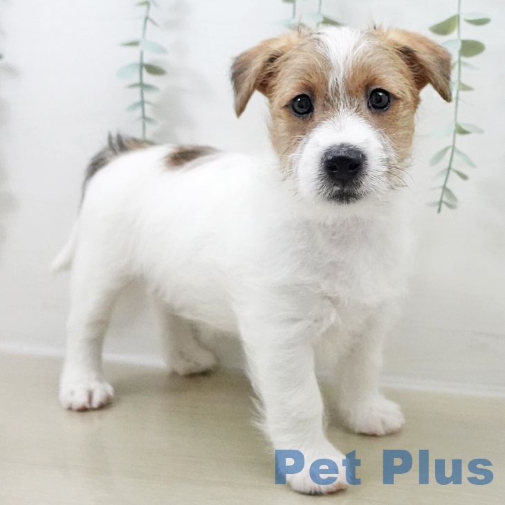 宮城県のジャックラッセルテリア (ペットプラス 名取店/2025年9月26日生まれ/男の子/ホワイトタン)の子犬の1枚目の画像