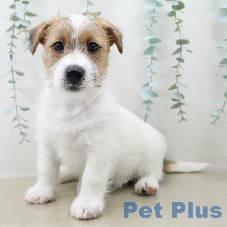 宮城県のジャックラッセルテリア (ペットプラス 名取店/2025年9月26日生まれ/男の子/ホワイトタン)の子犬の2枚目の画像