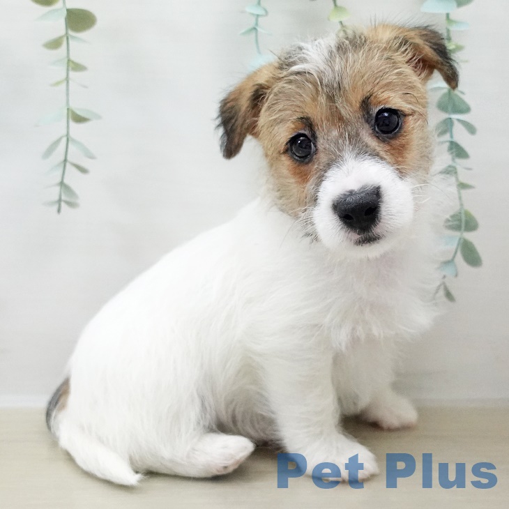 山梨県のジャックラッセルテリア (ペットプラス 甲府国母店/2025年9月26日生まれ/男の子/ホワイトタン)の子犬の1枚目の画像