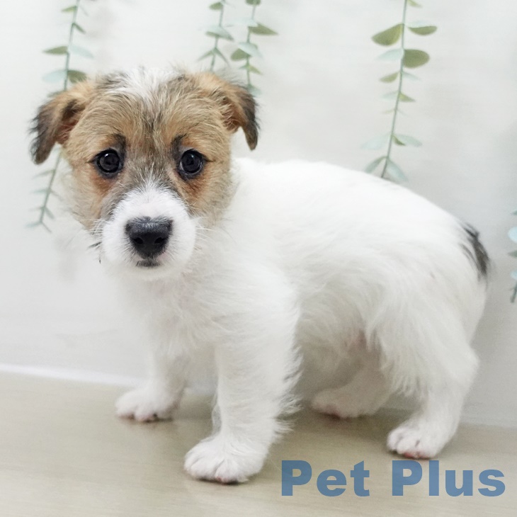 山梨県のジャックラッセルテリア (ペットプラス 甲府国母店/2025年9月26日生まれ/男の子/ホワイトタン)の子犬の2枚目の画像