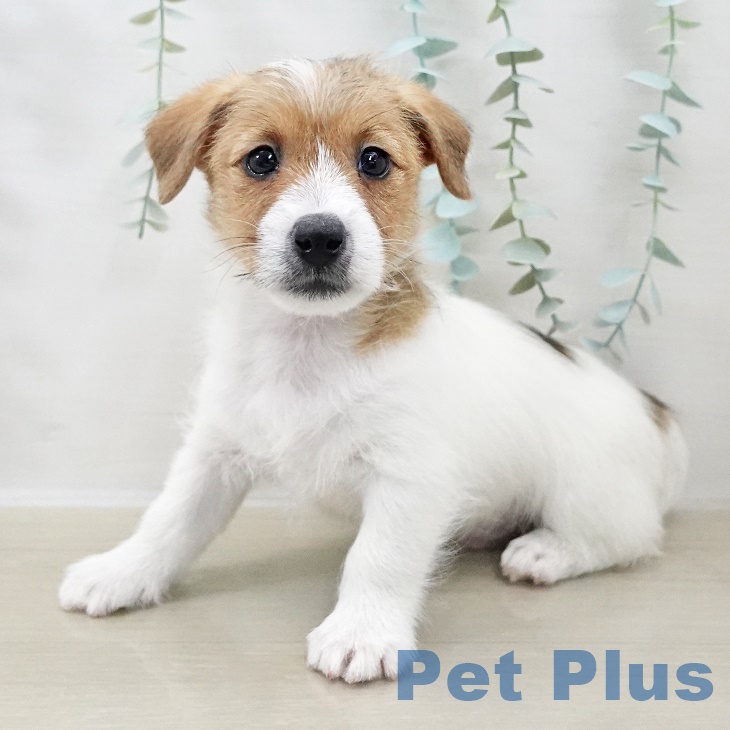 埼玉県のジャックラッセルテリア (ペットプラス 川口店/2025年9月26日生まれ/男の子/ホワイトタン)の子犬の1枚目の画像