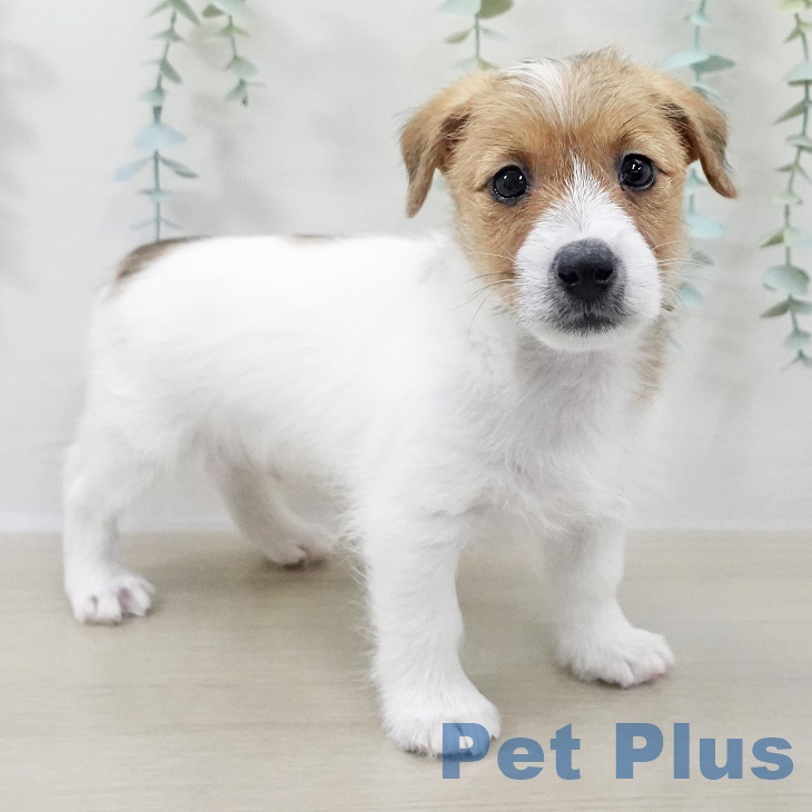 埼玉県のジャックラッセルテリア (ペットプラス 川口店/2025年9月26日生まれ/男の子/ホワイトタン)の子犬の2枚目の画像