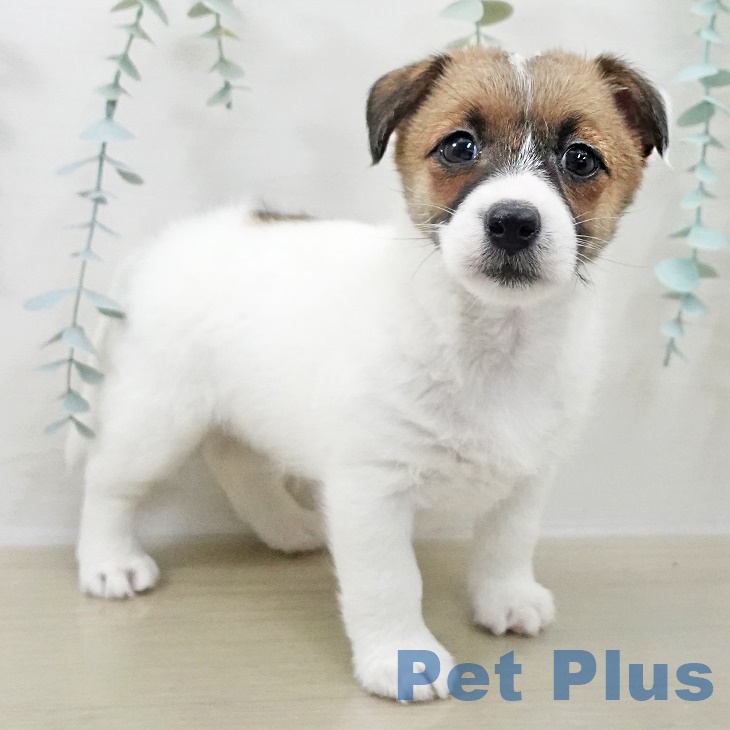 千葉県のジャックラッセルテリア (ペットプラス 幕張新都心店/2025年9月26日生まれ/女の子/ホワイトタン)の子犬の1枚目の画像
