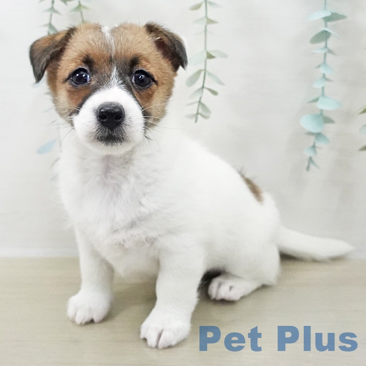 千葉県のジャックラッセルテリア (ペットプラス 幕張新都心店/2025年9月26日生まれ/女の子/ホワイトタン)の子犬の2枚目の画像