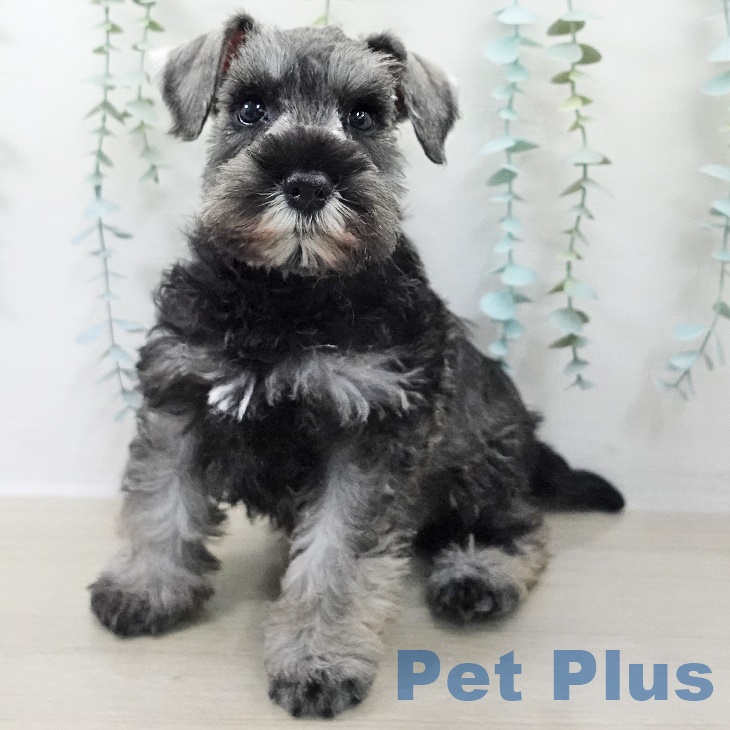 ミニチュア・シュナウザー