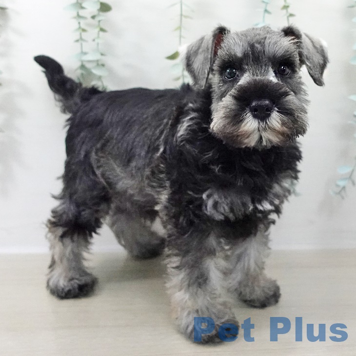 ミニチュア・シュナウザーの写真2