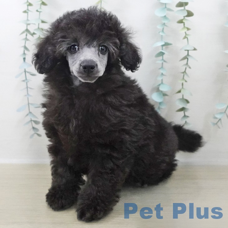 東京都のトイプードル(トイ) (ペットプラス 立川高島屋S.C.店/2025年9月25日生まれ/男の子/シルバー)の子犬の1枚目の画像