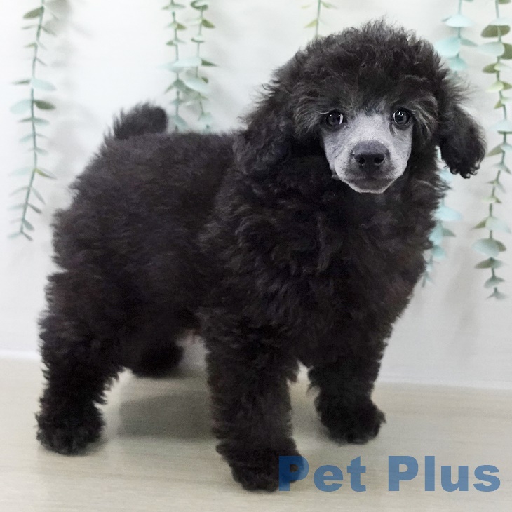 東京都のトイプードル(トイ) (ペットプラス 立川高島屋S.C.店/2025年9月25日生まれ/男の子/シルバー)の子犬の2枚目の画像