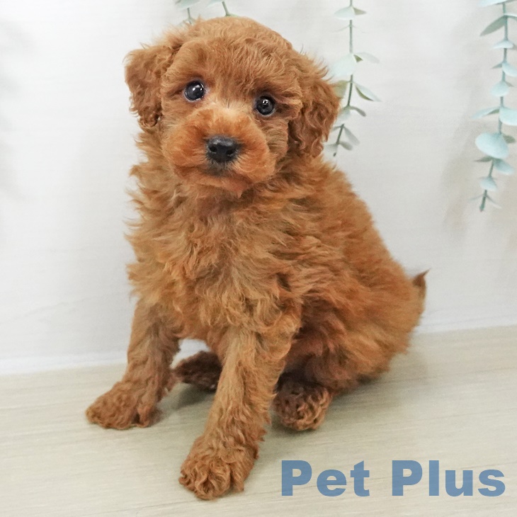 山梨県のトイプードル(トイ) (ペットプラス 甲府国母店/2025年9月18日生まれ/男の子/レッド)の子犬の1枚目の画像