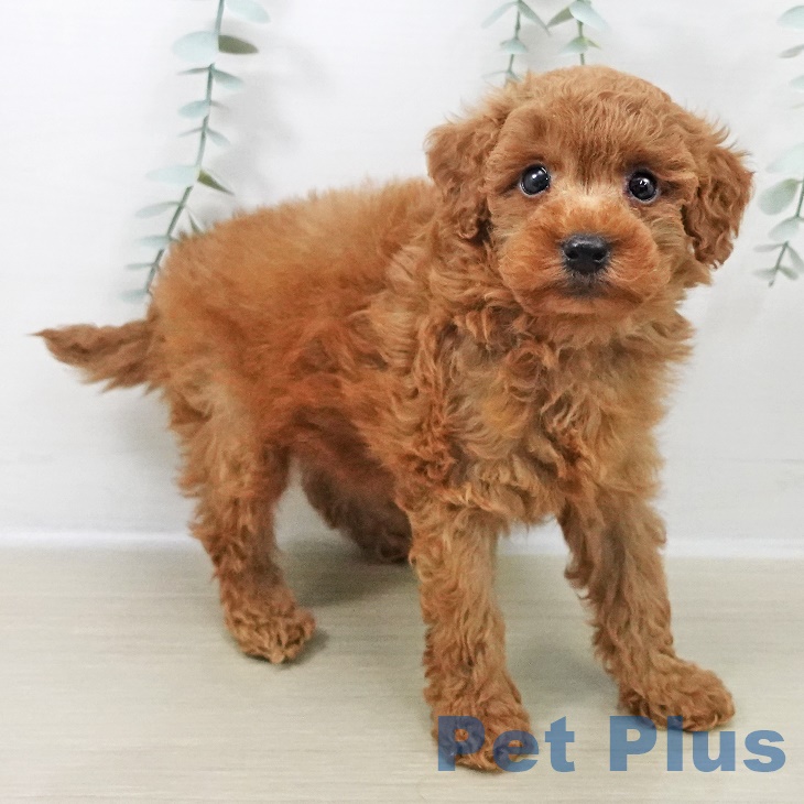 山梨県のトイプードル(トイ) (ペットプラス 甲府国母店/2025年9月18日生まれ/男の子/レッド)の子犬の2枚目の画像
