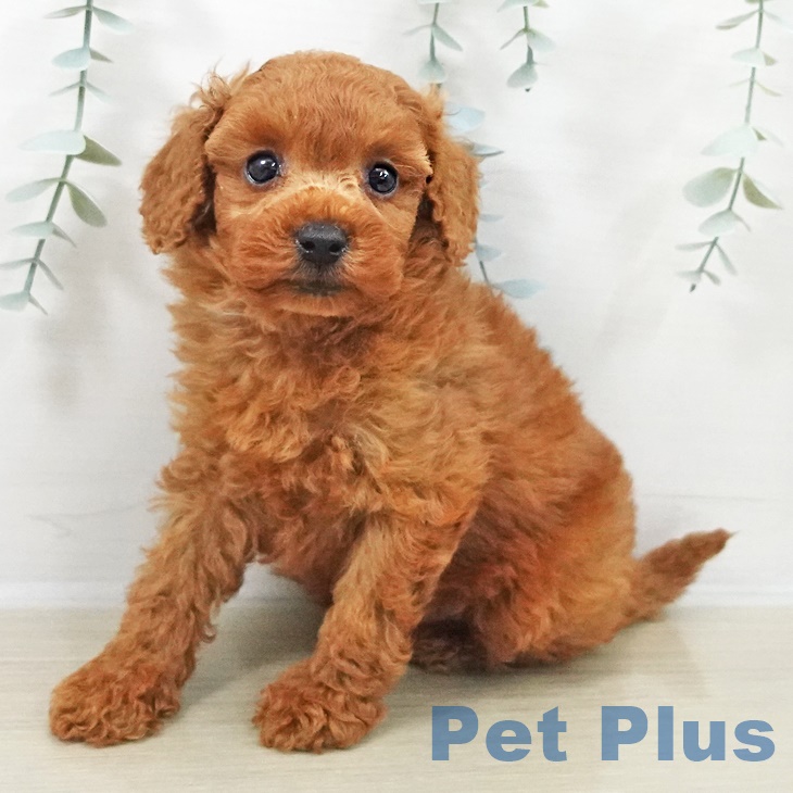 トイ・プードル