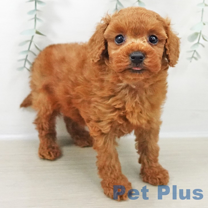 トイ・プードル