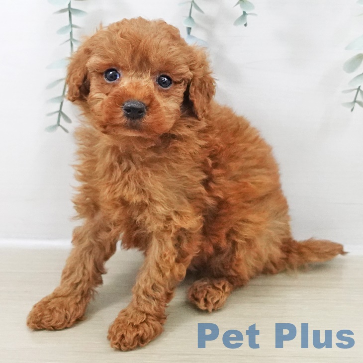 神奈川県のトイプードル(トイ) (ペットプラス 武蔵小杉店/2025年9月18日生まれ/男の子/レッド)の子犬の1枚目の画像
