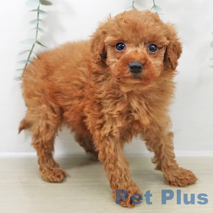 神奈川県のトイプードル(トイ) (ペットプラス 武蔵小杉店/2025年9月18日生まれ/男の子/レッド)の子犬の2枚目の画像