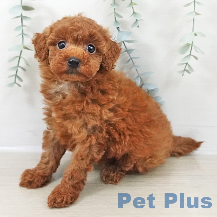 神奈川県のトイプードル(トイ) (ペットプラス ゆめが丘ソラトス店/2025年9月18日生まれ/女の子/レッド)の子犬の1枚目の画像