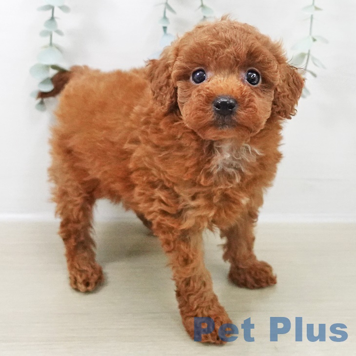 神奈川県のトイプードル(トイ) (ペットプラス ゆめが丘ソラトス店/2025年9月18日生まれ/女の子/レッド)の子犬の2枚目の画像