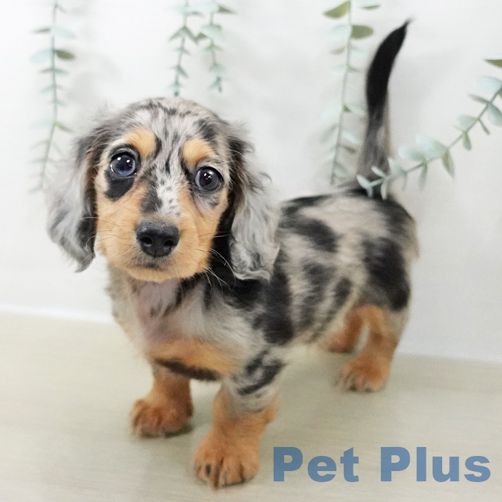 ミニチュア・ダックスフンド