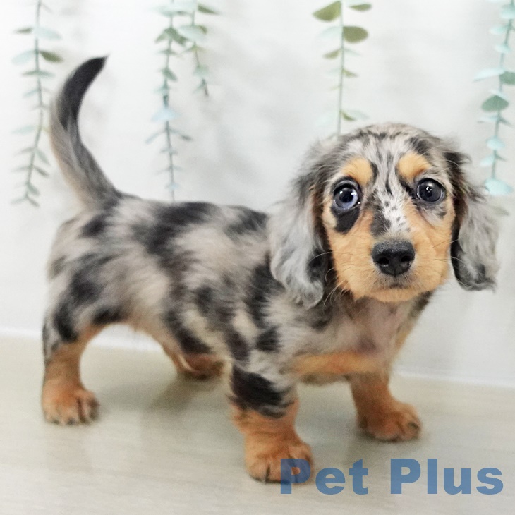 ミニチュア・ダックスフンド