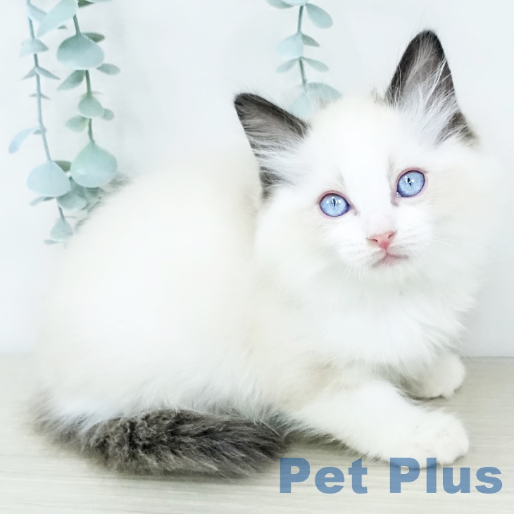 長野県のラグドール (ペットプラス 須坂店/2025年9月12日生まれ/男の子/シールポイントバイカラー)の子猫の1枚目の画像