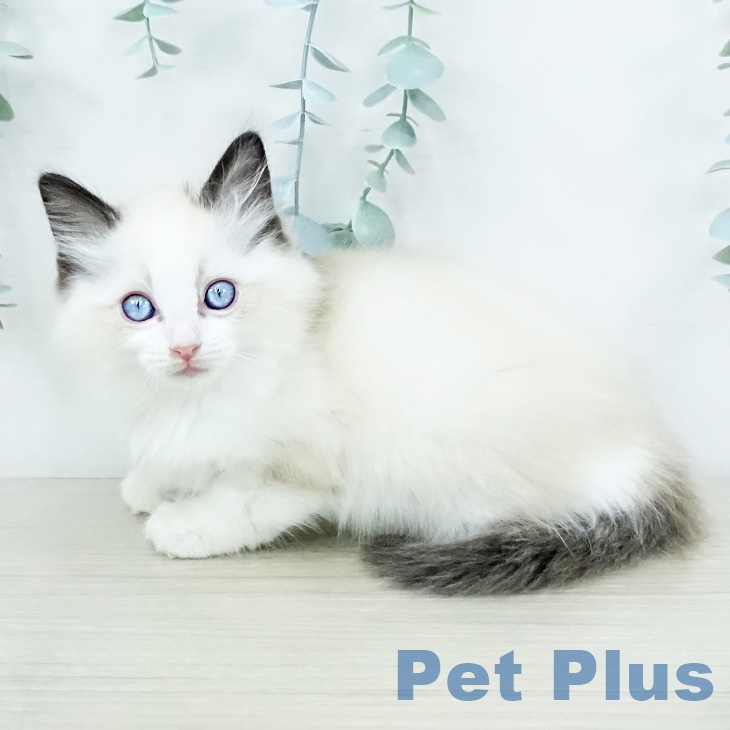 長野県のラグドール (ペットプラス 須坂店/2025年9月12日生まれ/男の子/シールポイントバイカラー)の子猫の2枚目の画像